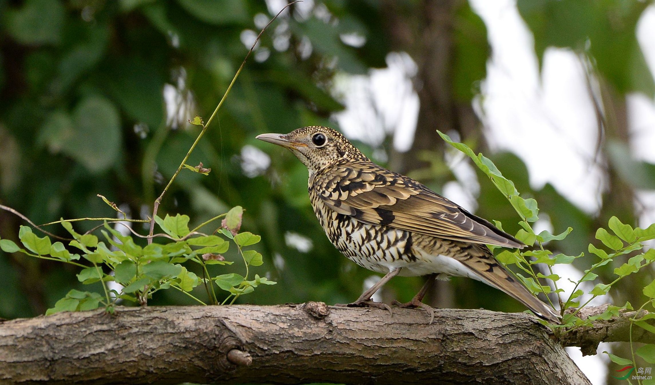 虎斑地鸫来蒙版