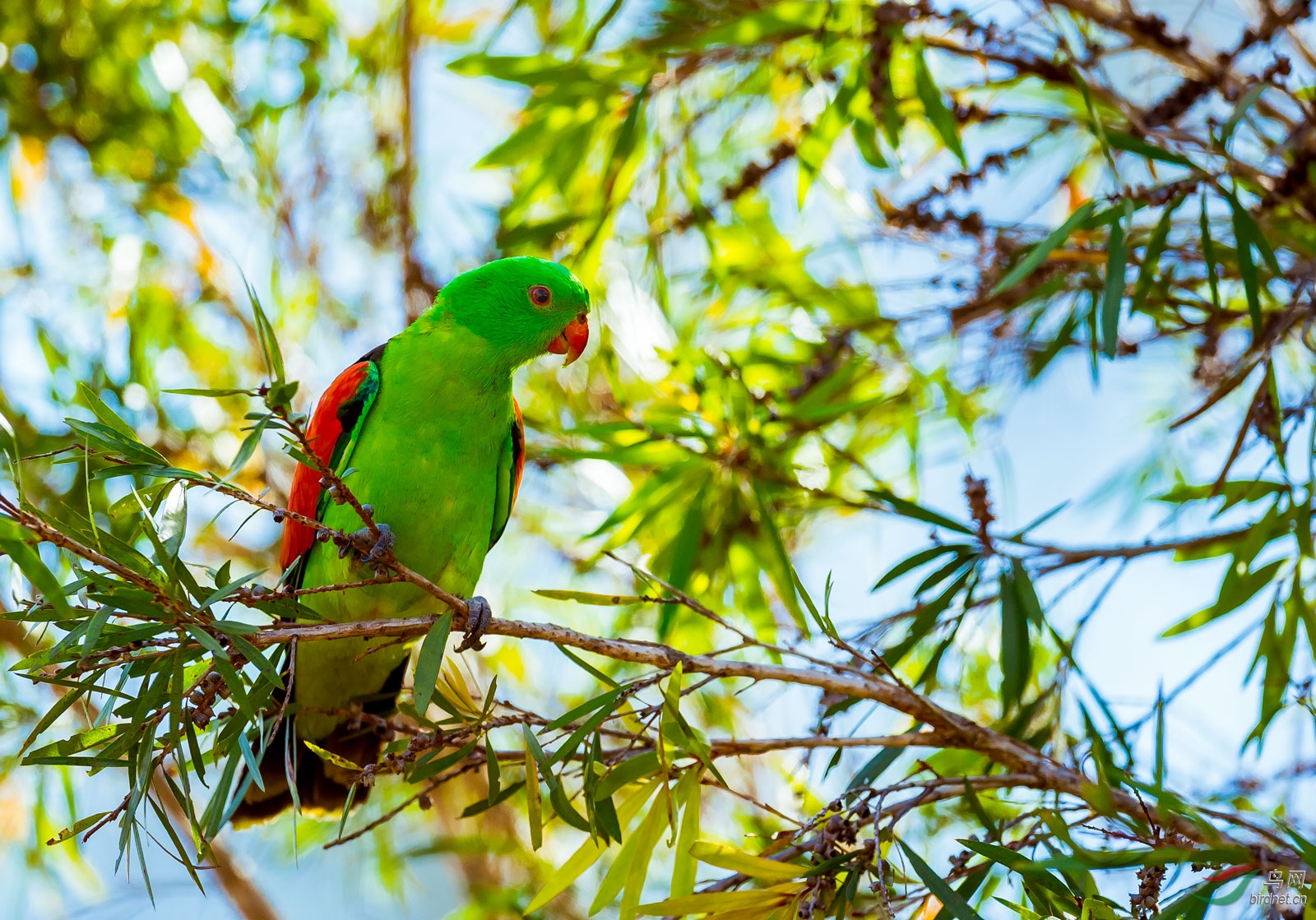 澳大利亚:红翅鹦鹉