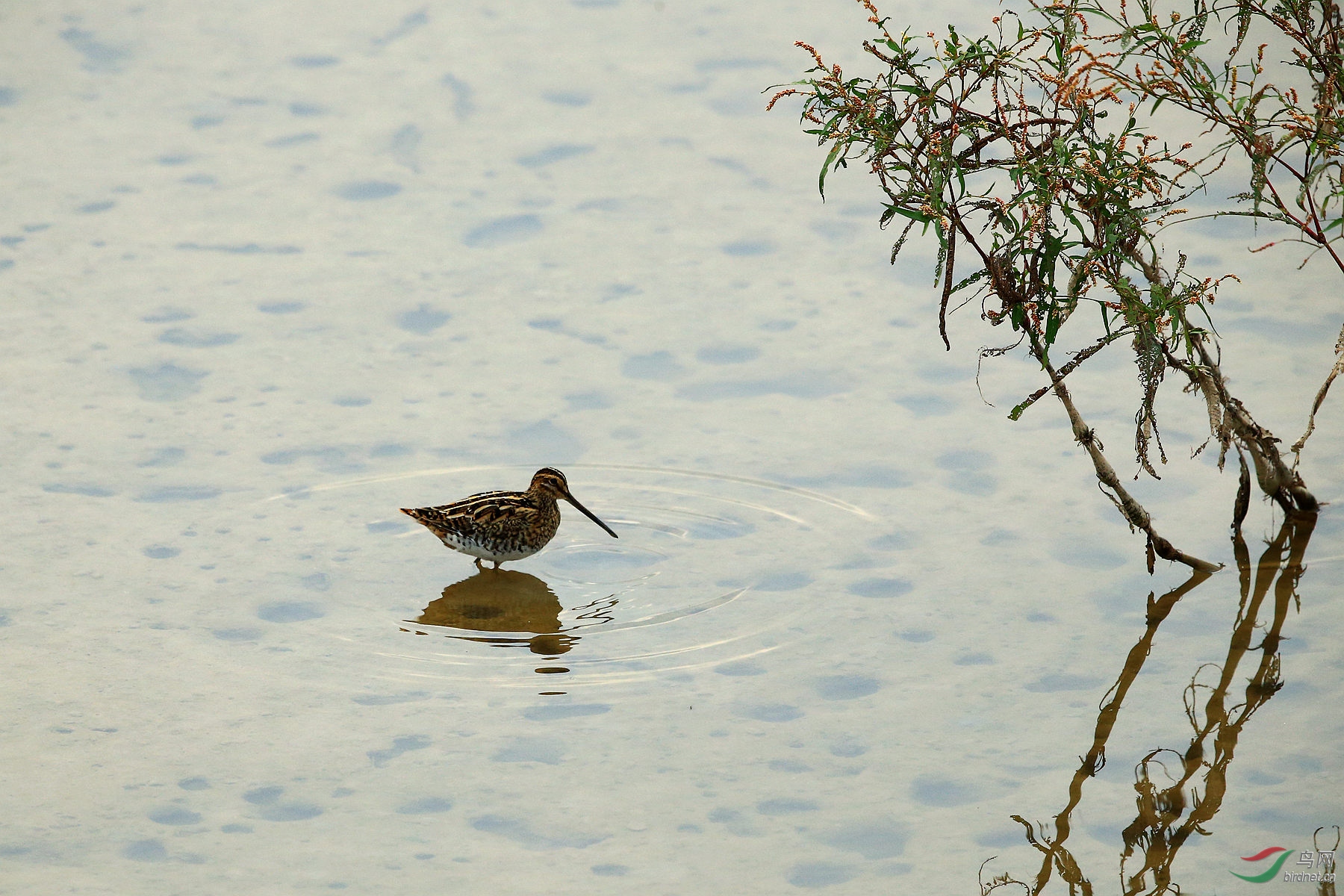 沉砂池觅食的田鹬