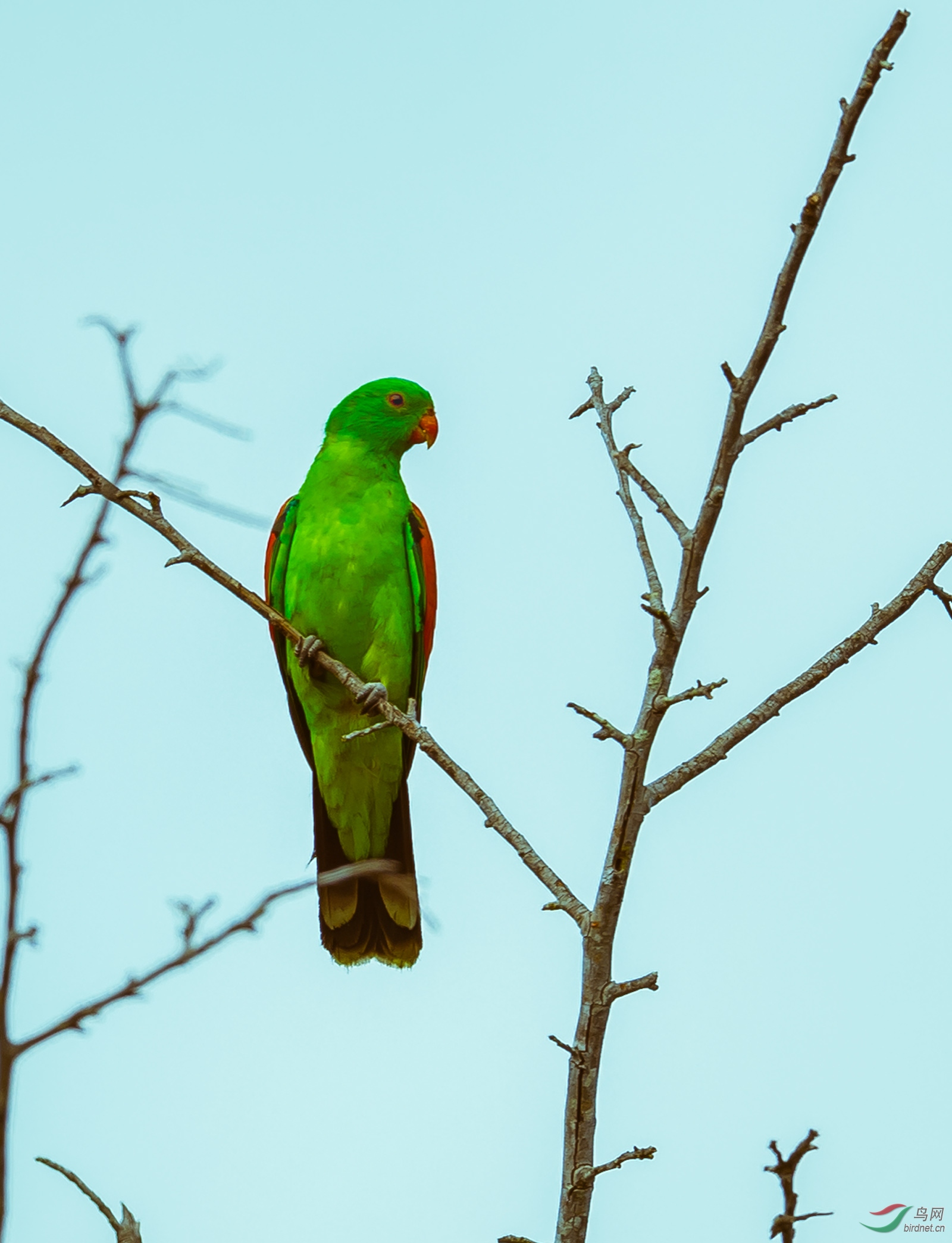 澳大利亚红翅鹦鹉