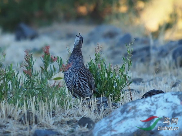 鸟,萨氏丝雀,歌扇尾莺,荒漠伯劳和阿比西尼亚鵖,下午前往德卜勒伯尔汉