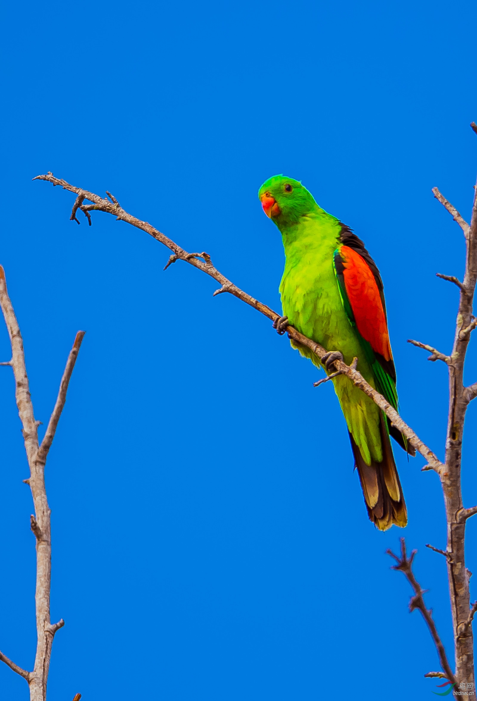 澳大利亚:枝头红翅鹦鹉