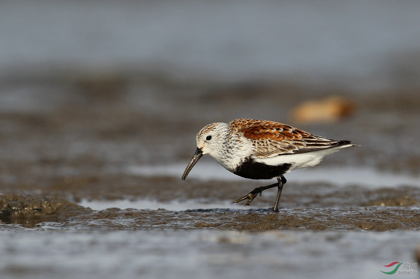 黑腹滨鹬1.jpg