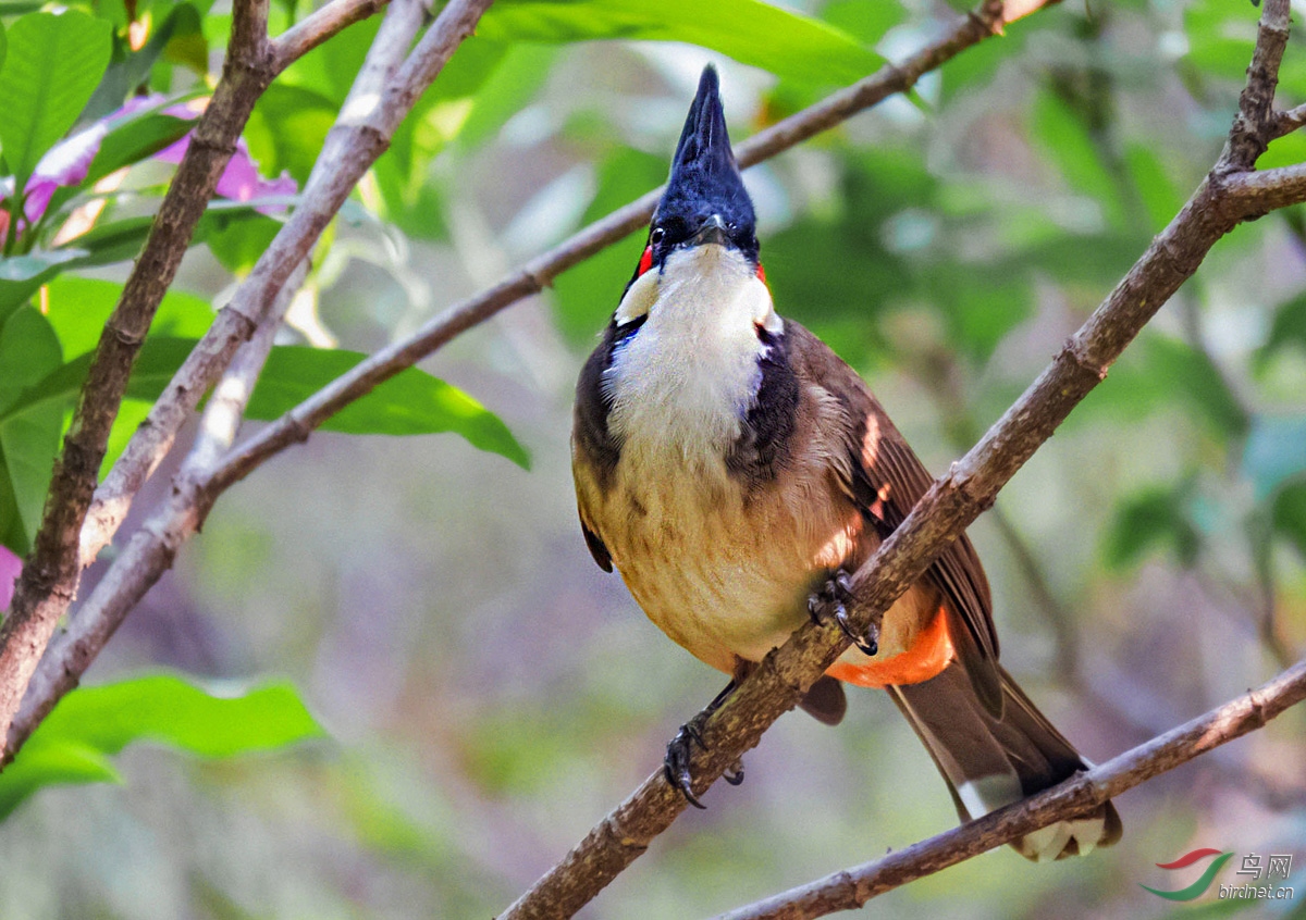 190153zvhgpktokpixgv6e ����.jpg