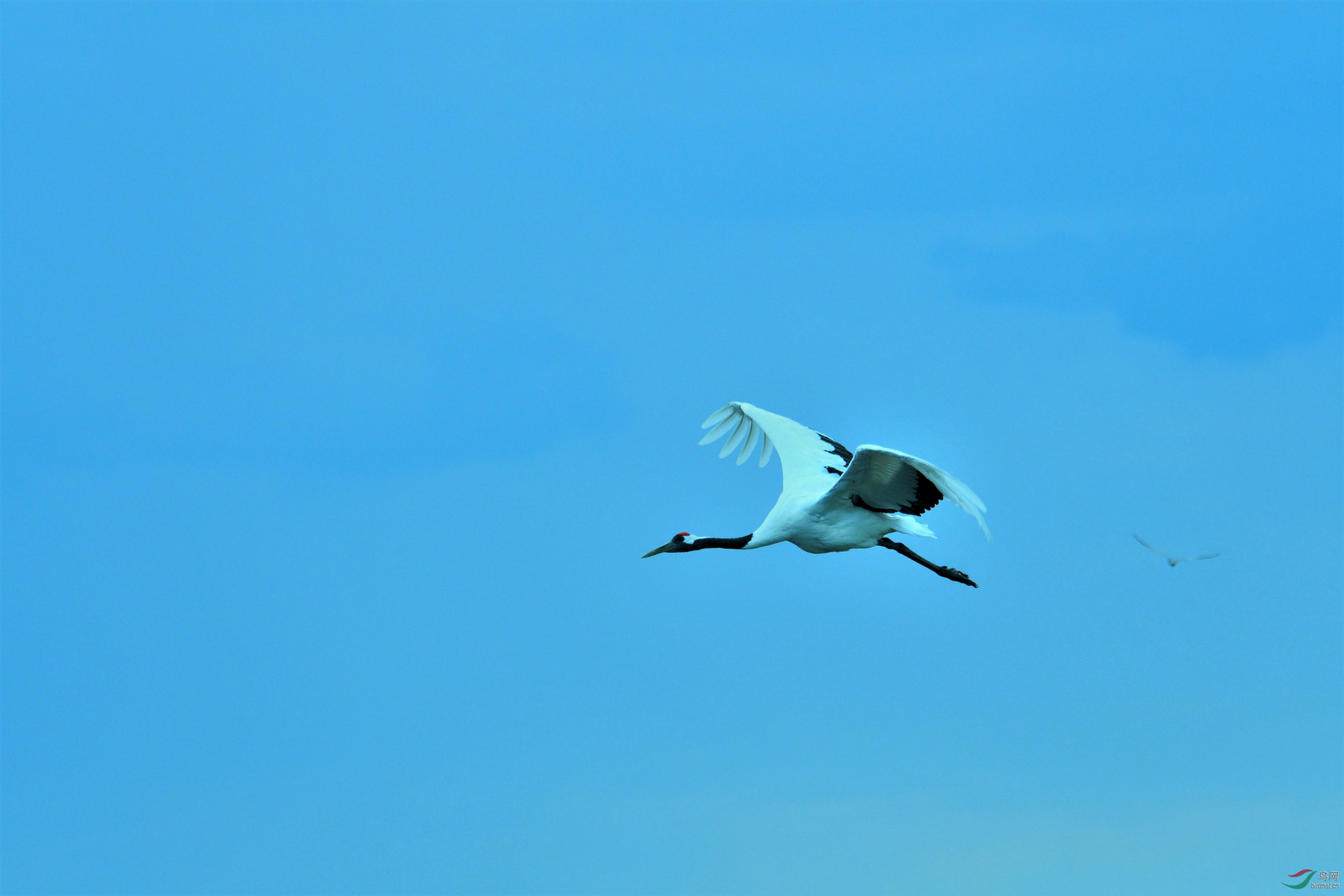 飞翔的丹顶鹤