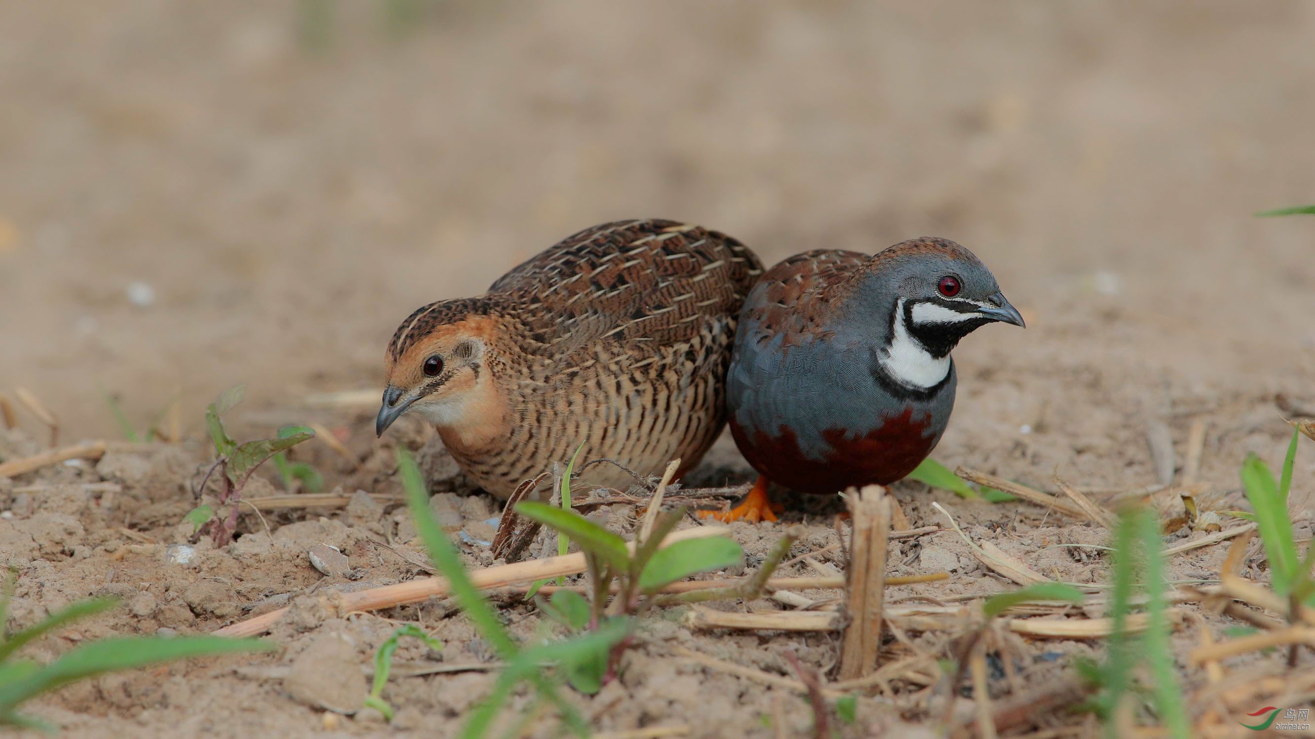 卿卿我我蓝胸鹑
