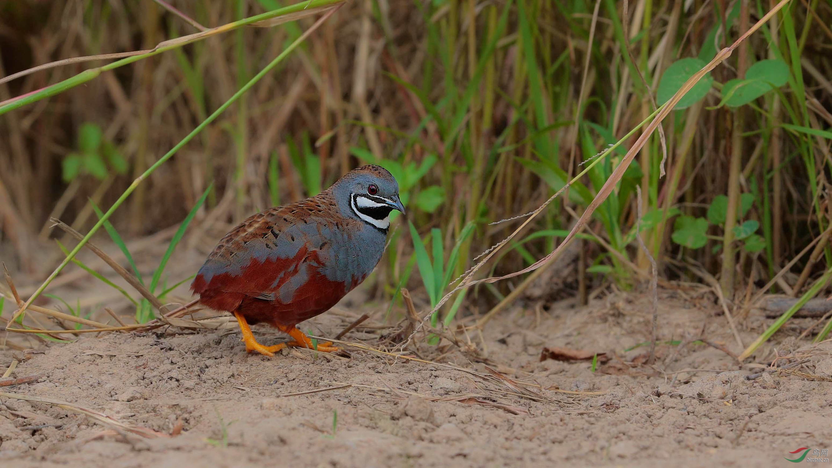 卿卿我我蓝胸鹑