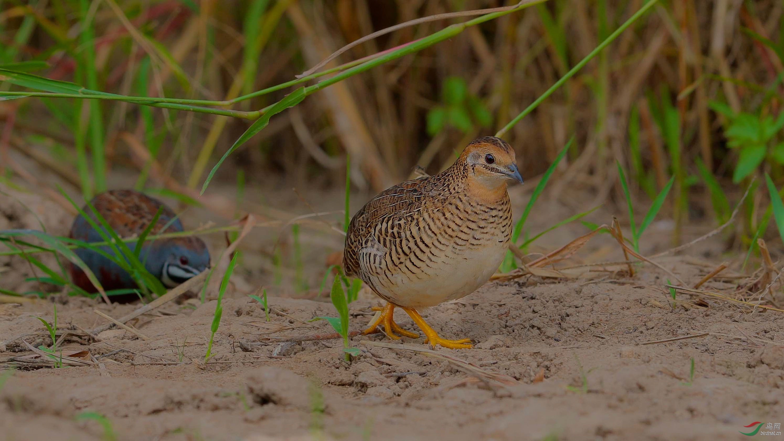 卿卿我我蓝胸鹑