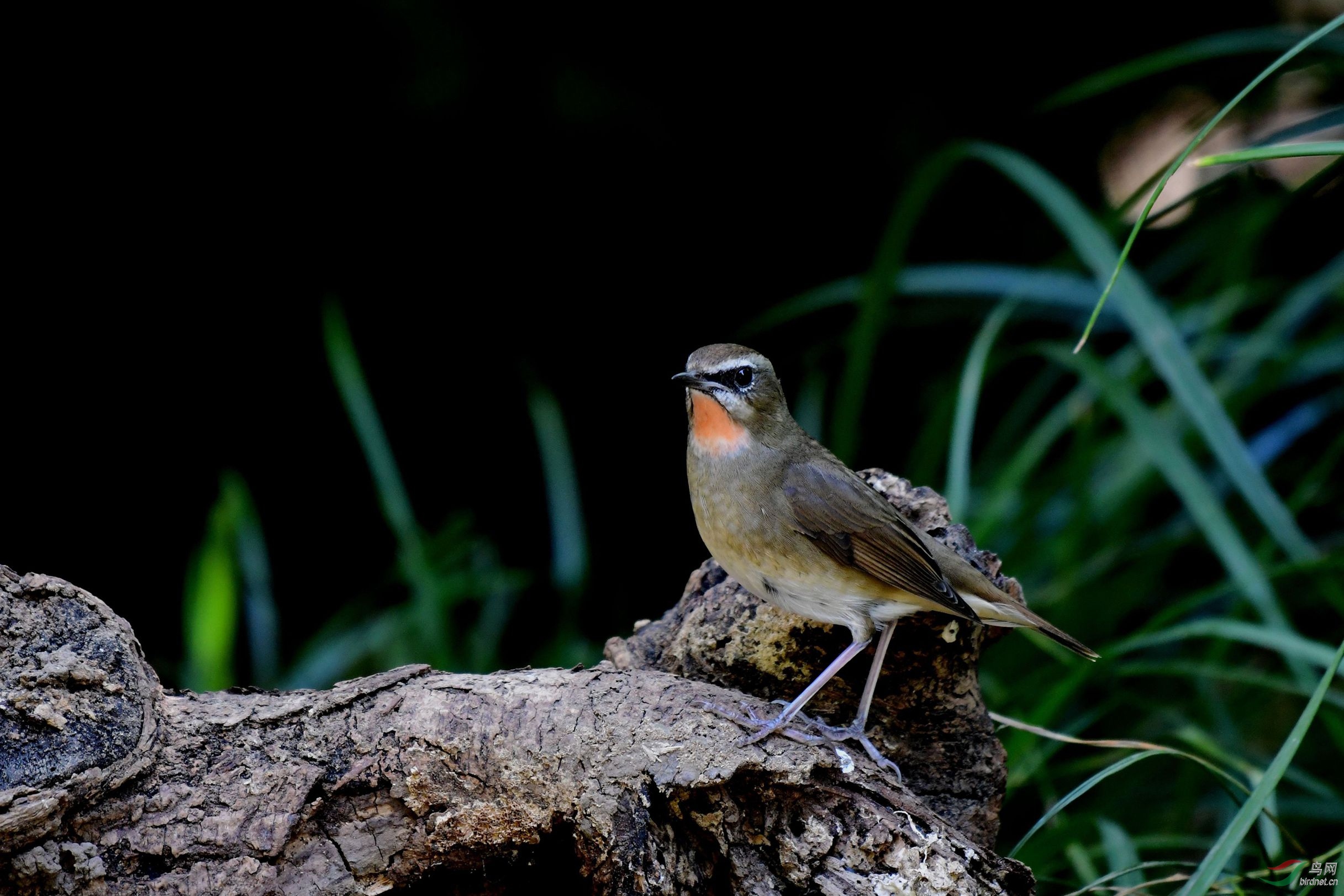 鹖柳莺,棕背 104_副本.jpg