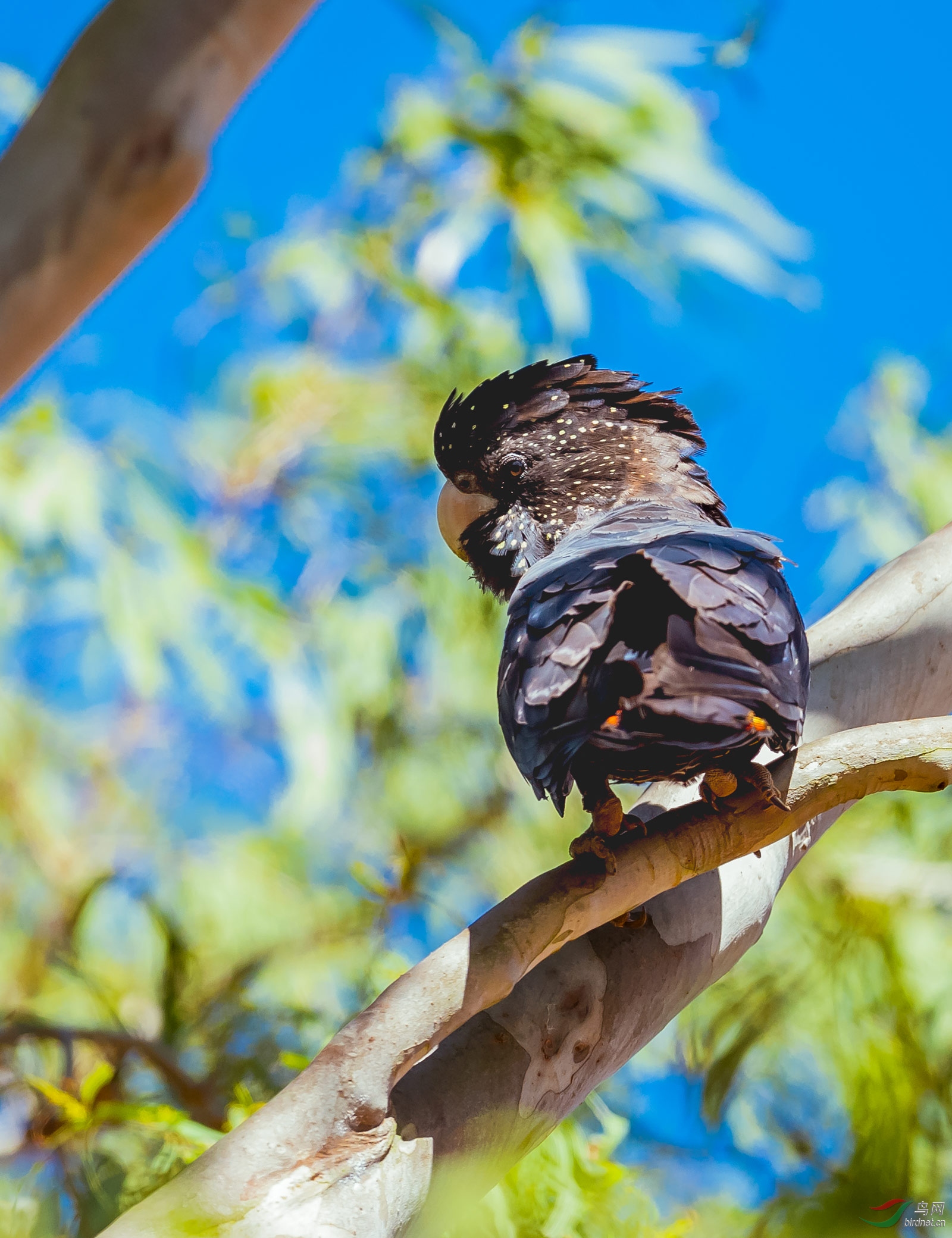 澳洲凤头鹦鹉图片
