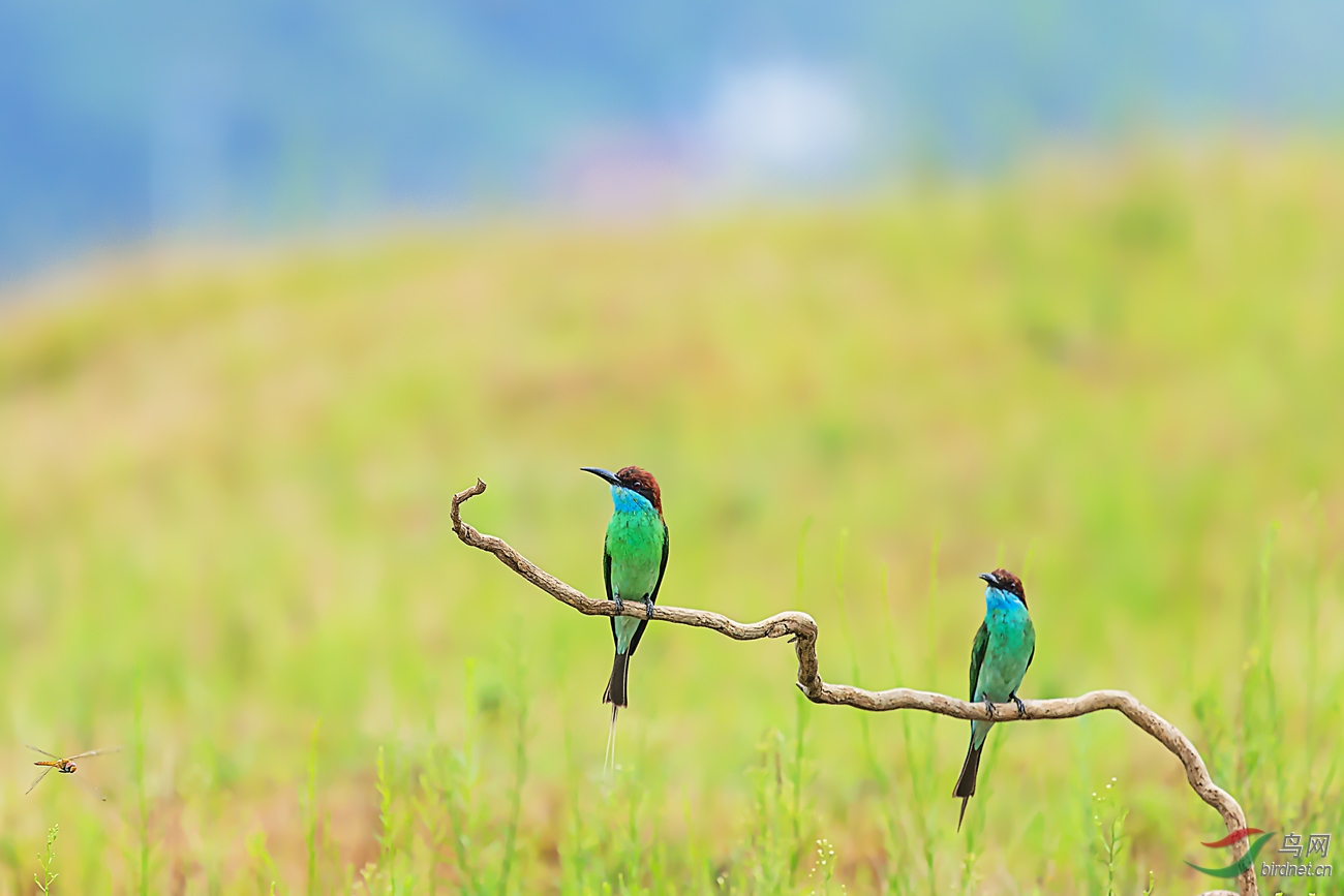 漫山遍野金灿灿