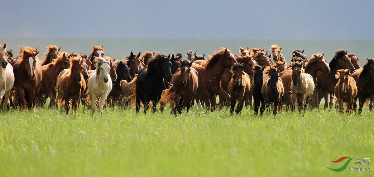 草原马群