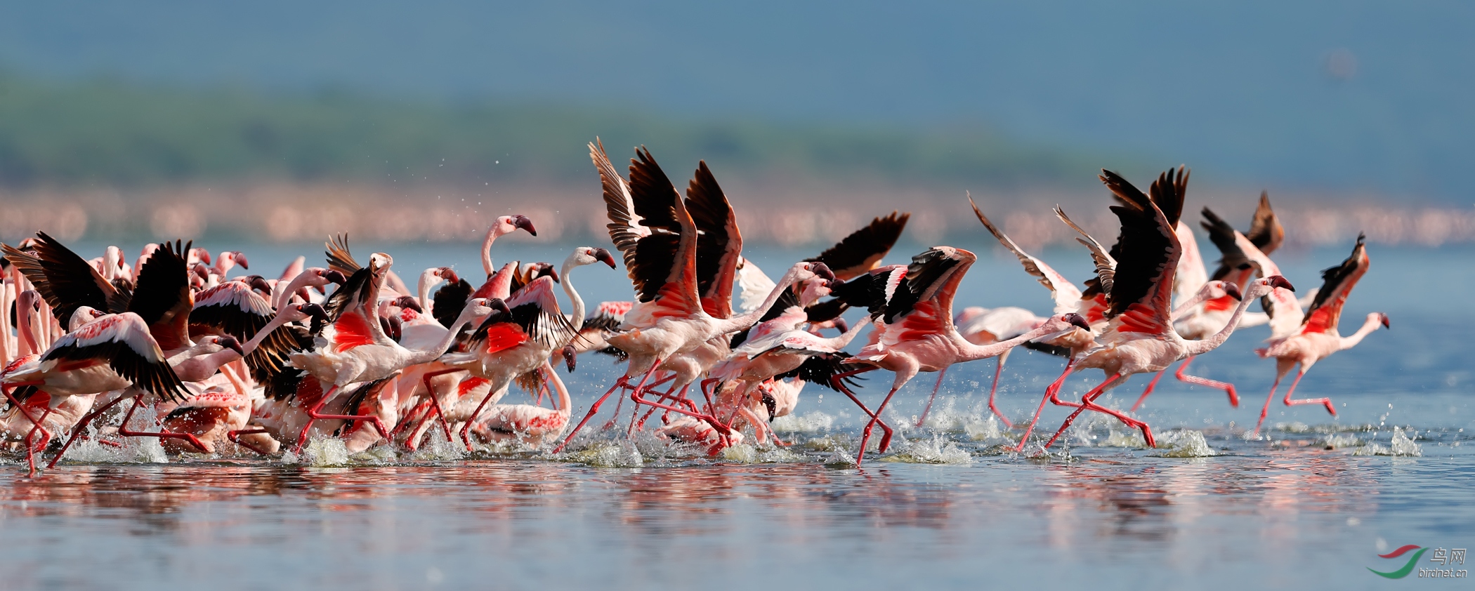 博戈利亚6563火烈鸟群起飞宽缩.jpg