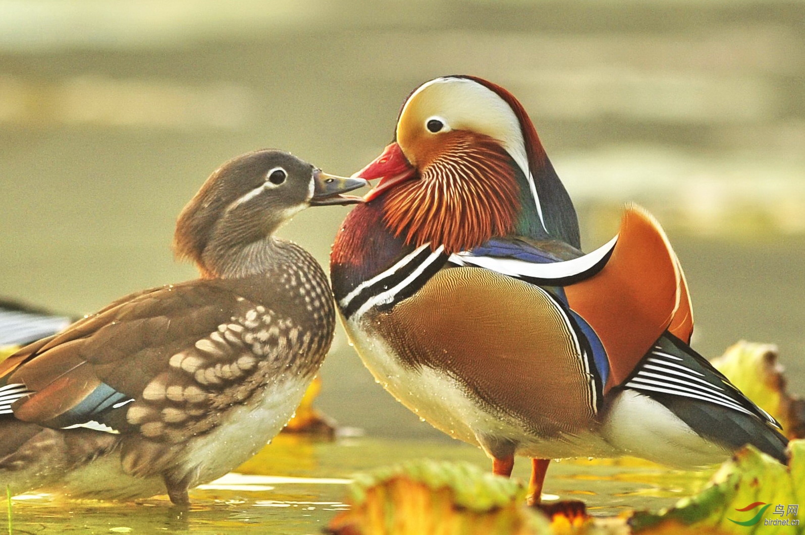 [综合] 海枯心不变,石烂志不移------十一抒怀(贺获精彩图文推荐)