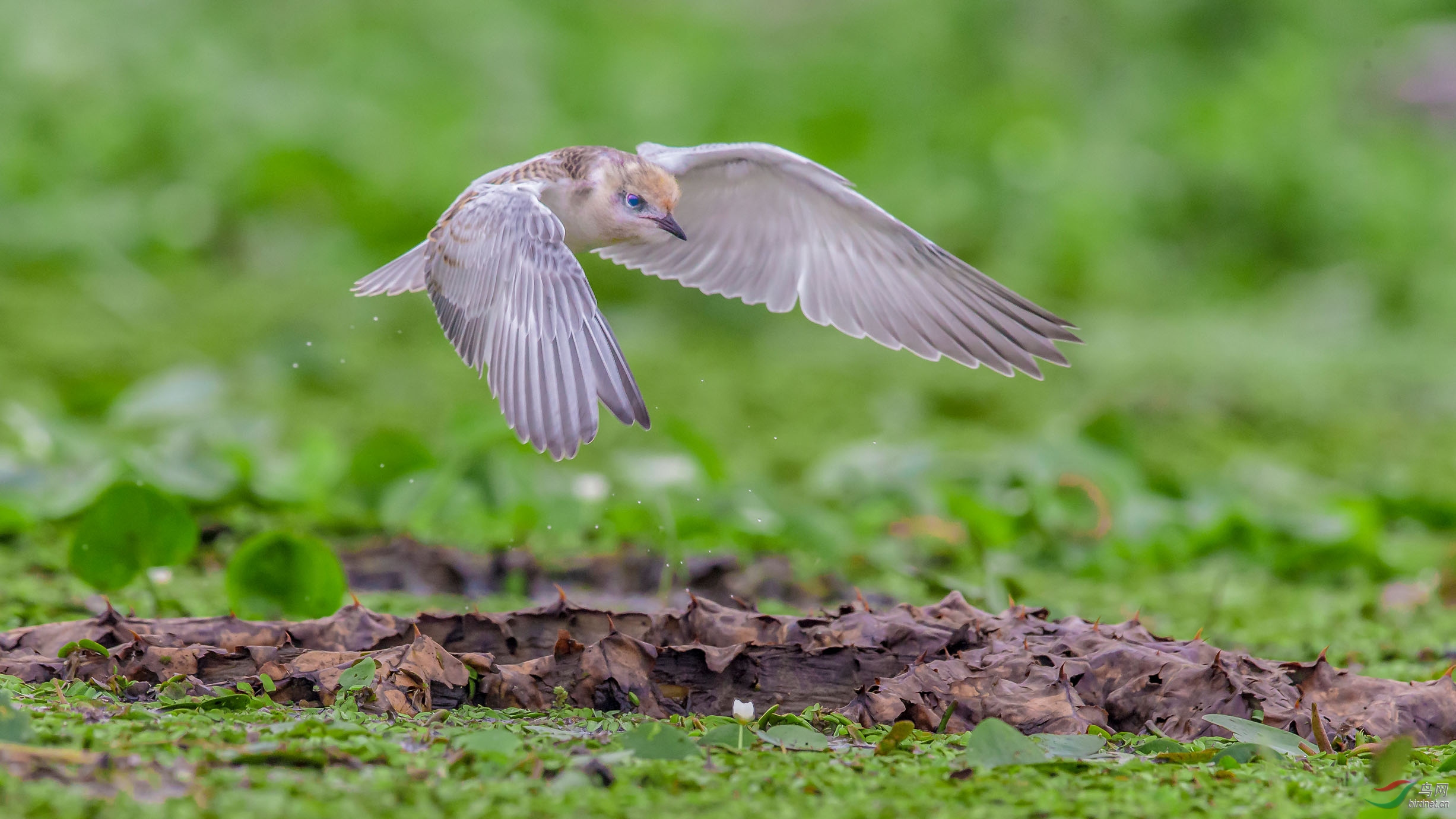 雏鸟学飞浮须鸥