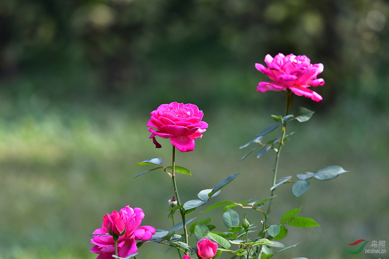 DSC_4410.jpg
