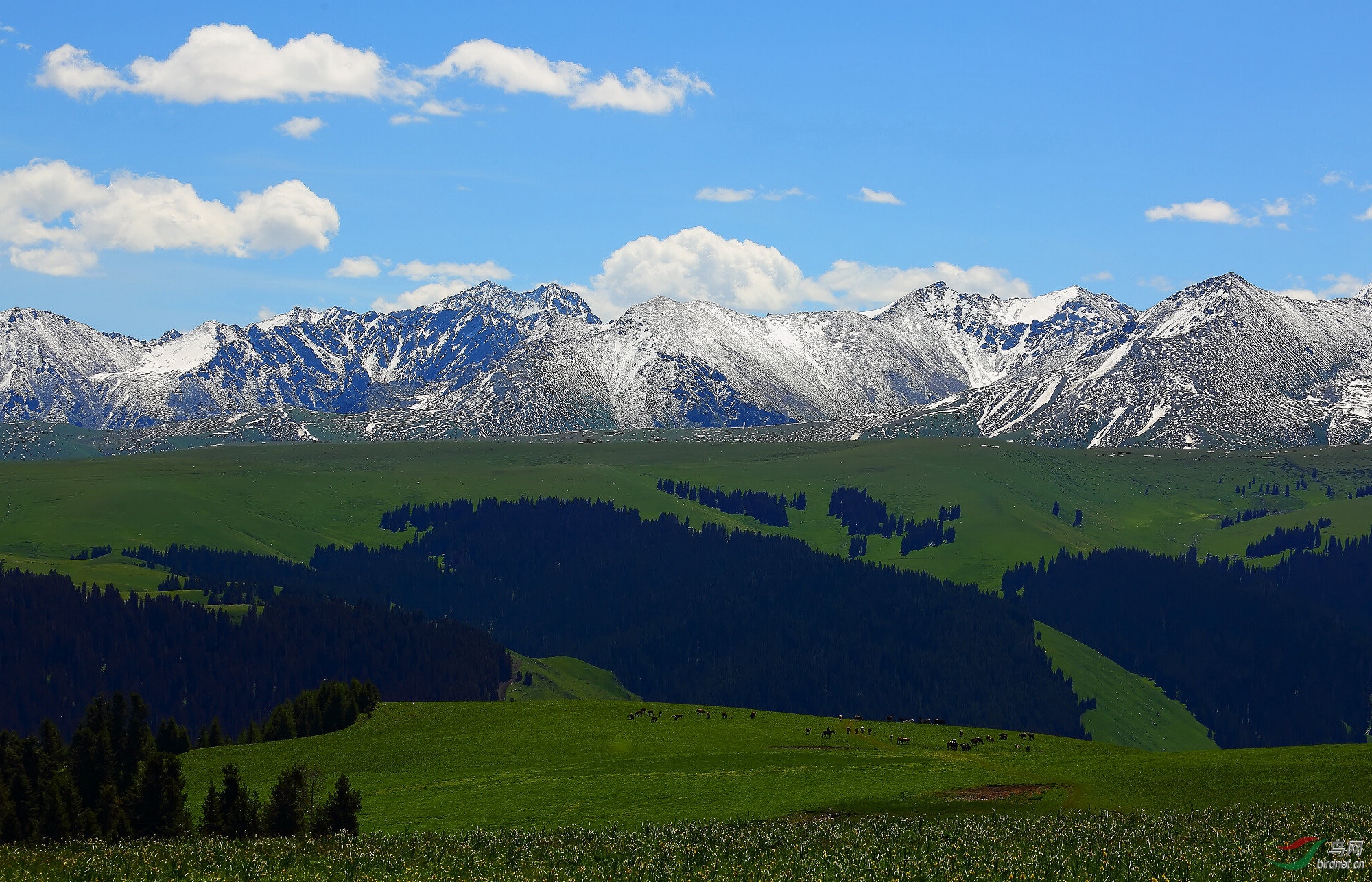 大美新疆——库尔代