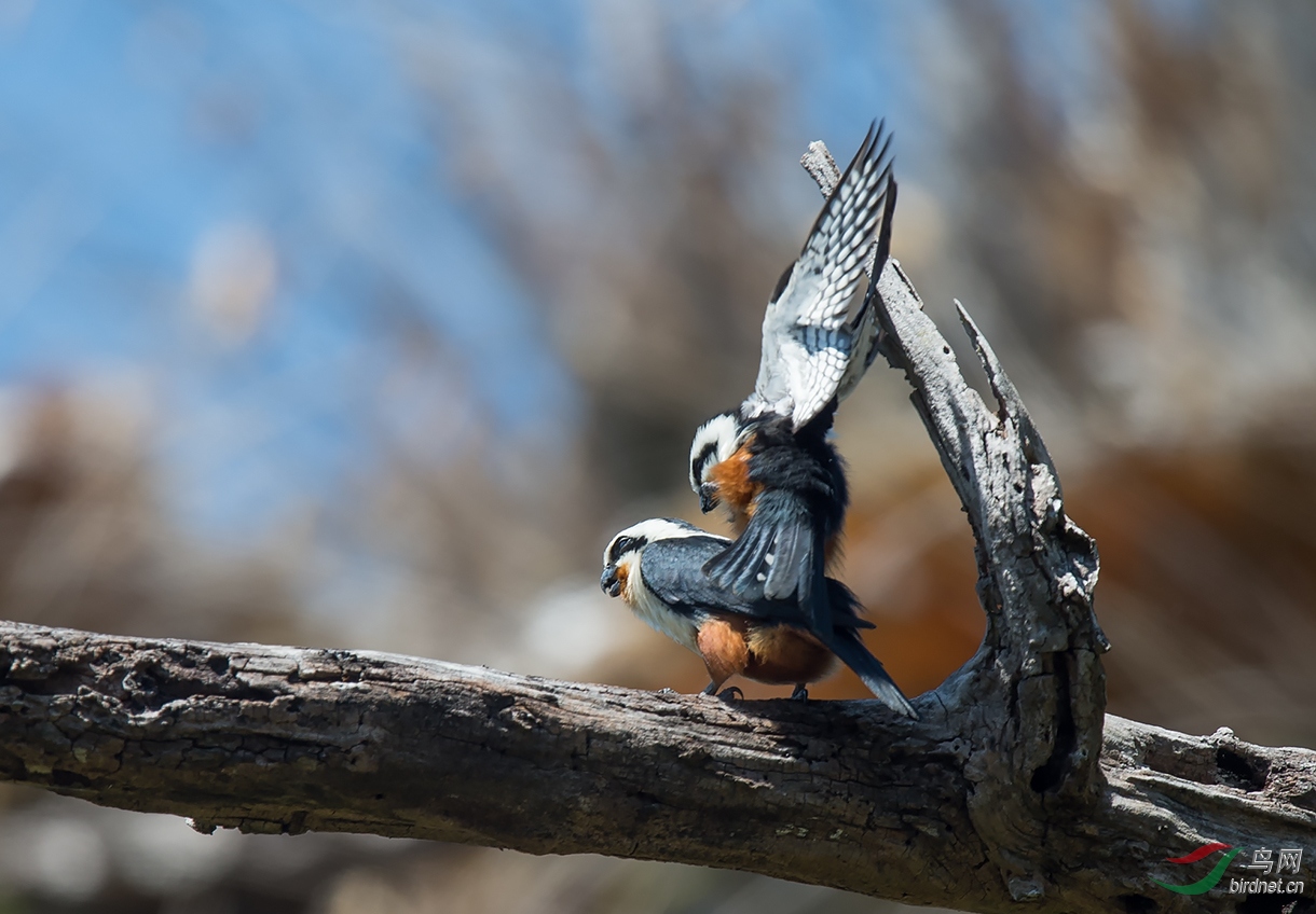 DSC_0266.jpg