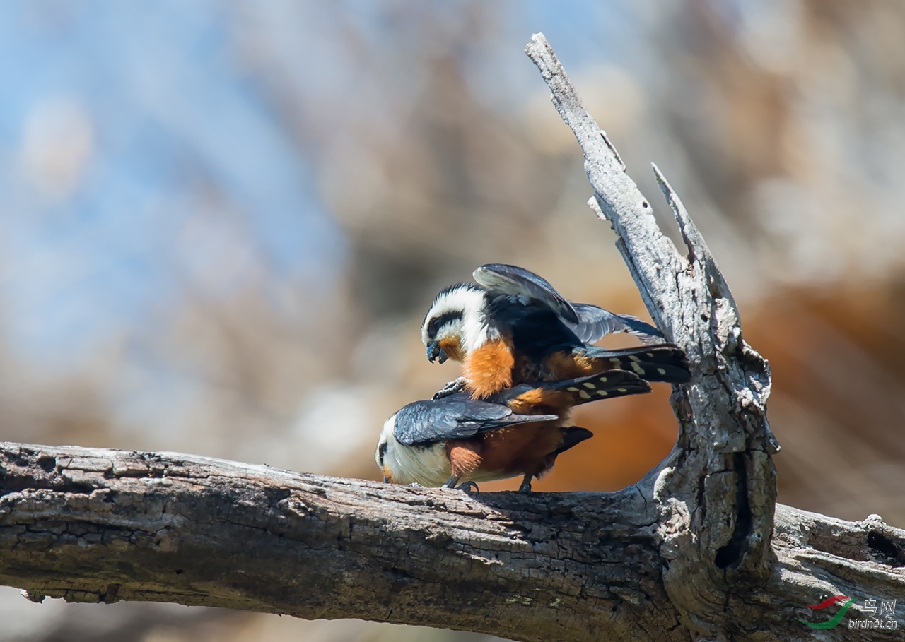 DSC_0278.jpg