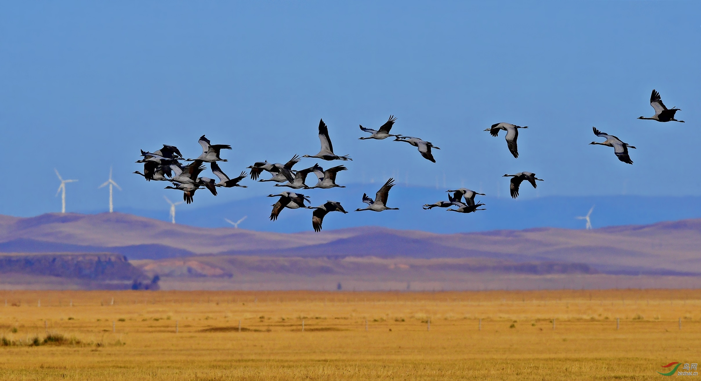 水鸟迁徙蓑羽鹤祝祖国繁荣富强