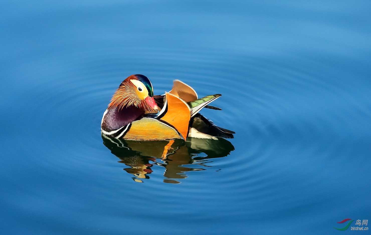 水面一支花鸳鸯