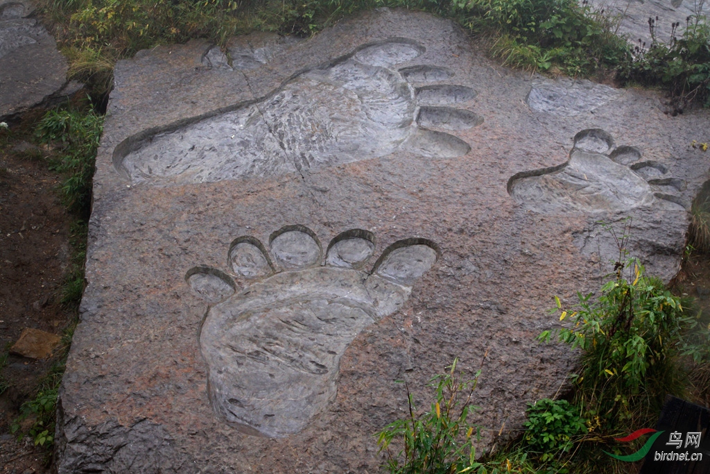 神农架游散记6大脚印密谷
