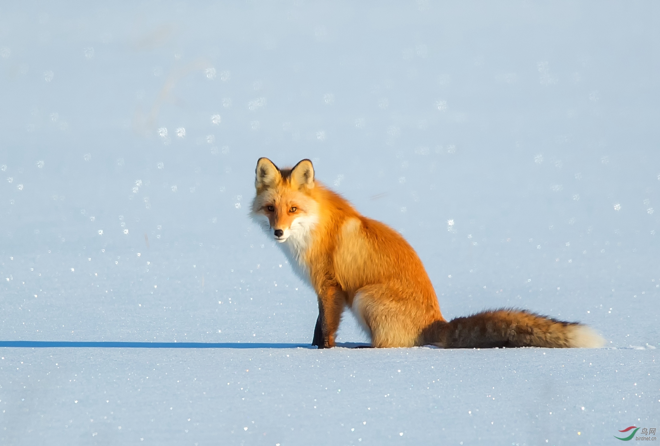 赤狐祝贺荣获首页精华