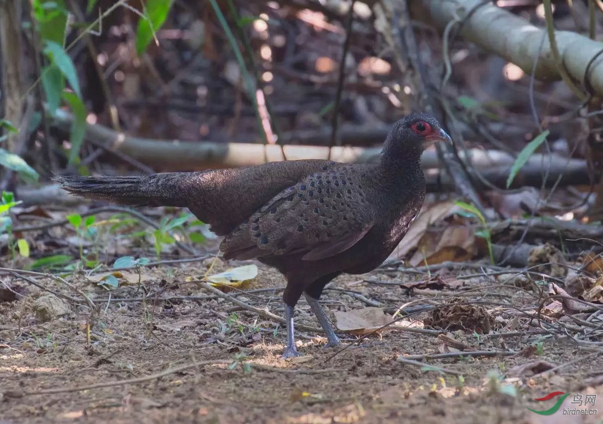 眼斑孔雀雉