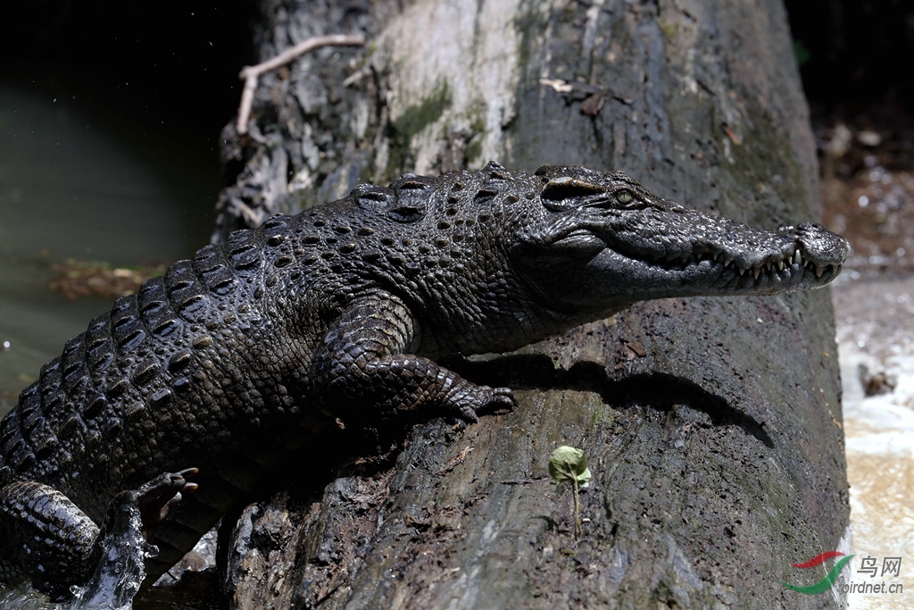 暹罗鳄siamesecrocodilecrocodylussiamensis