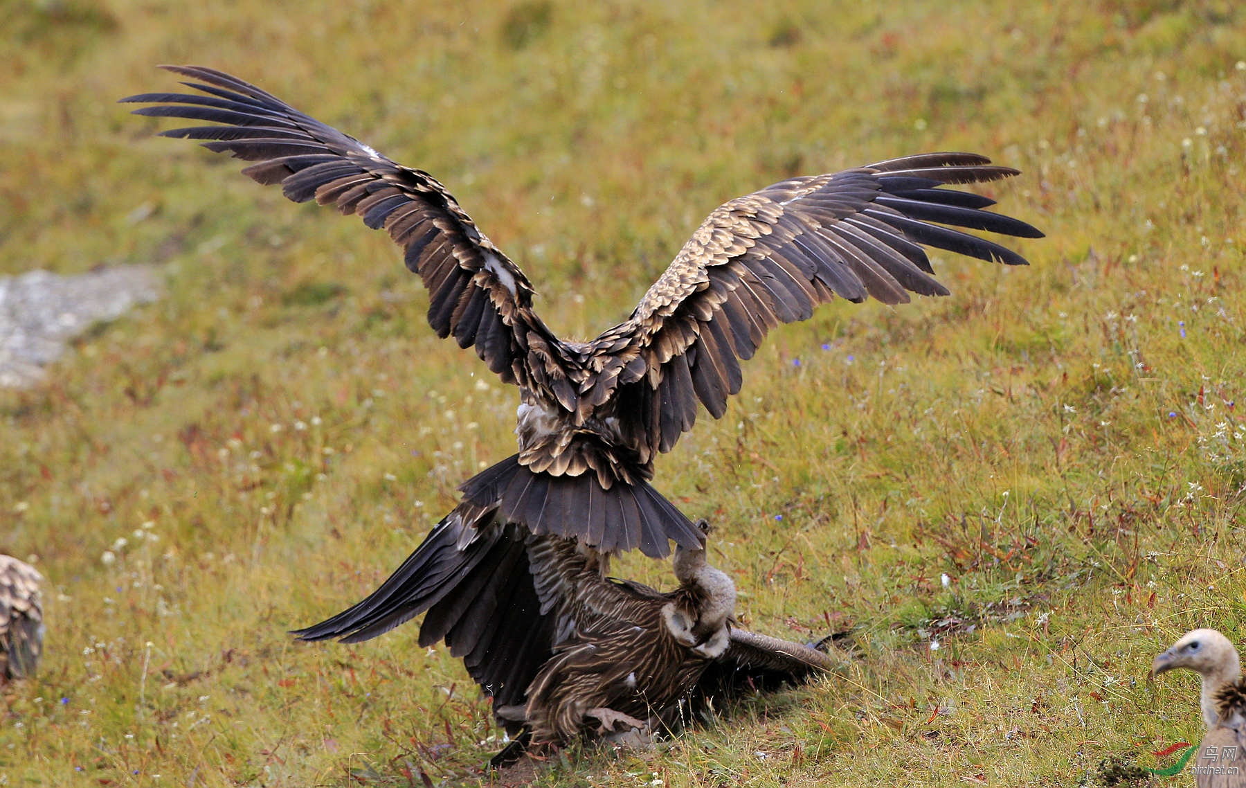 来一个泰山压顶式………………残酷的打斗