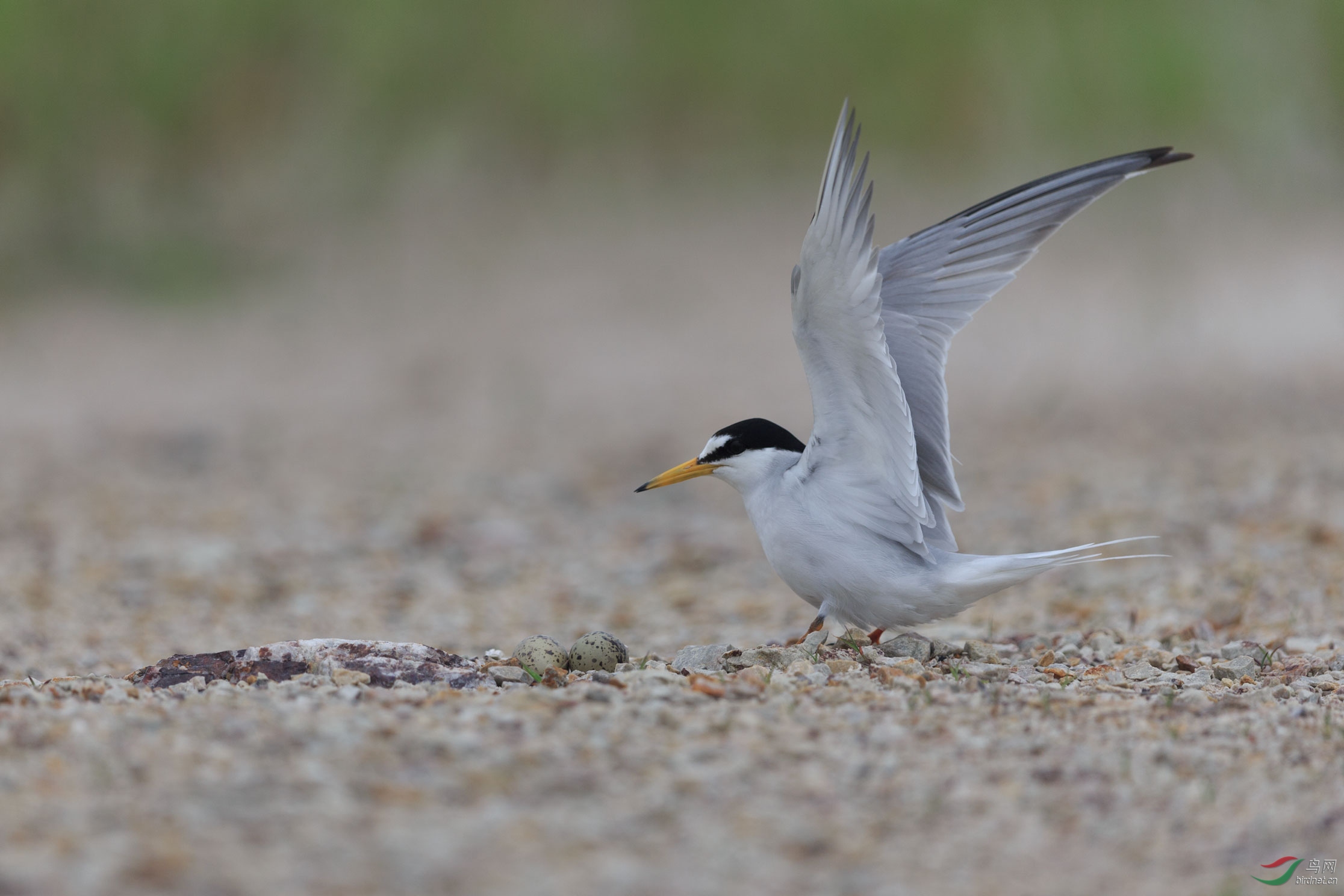 白额燕鸥