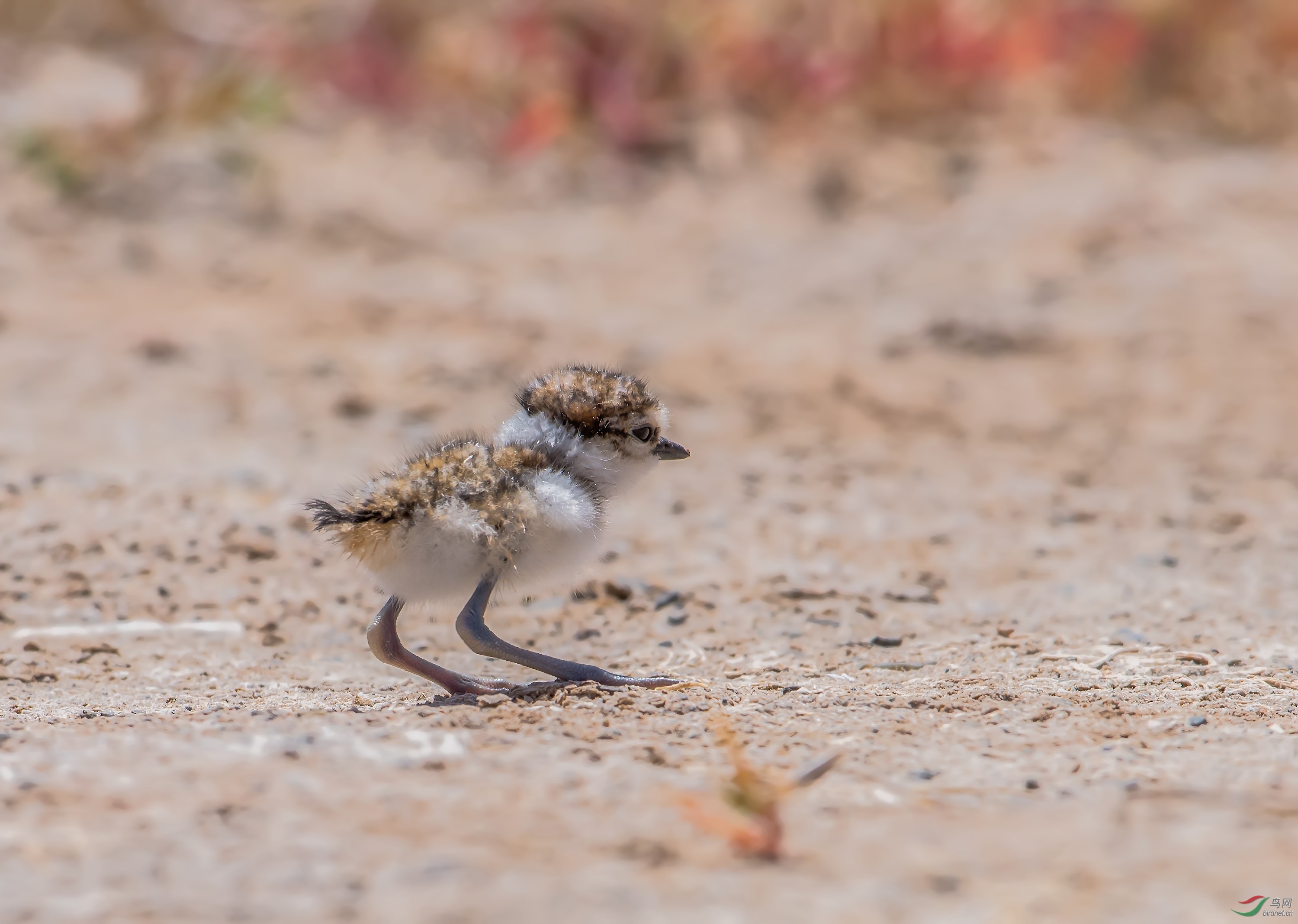 刚出生的小金眶鴴