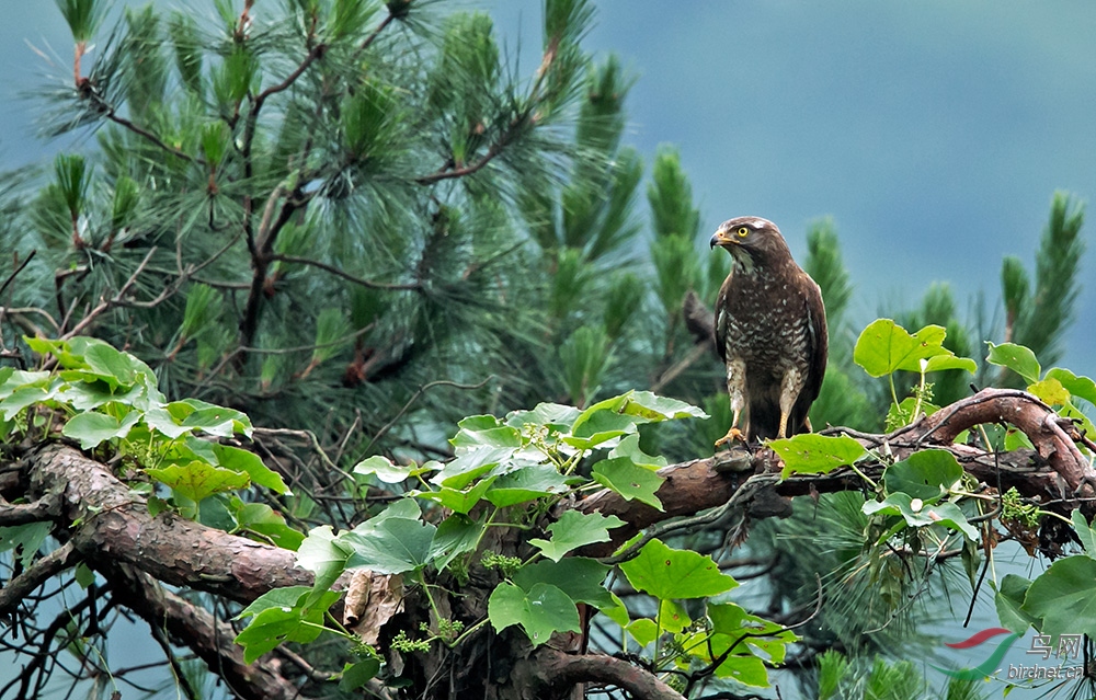 树上的灰脸鵟鹰