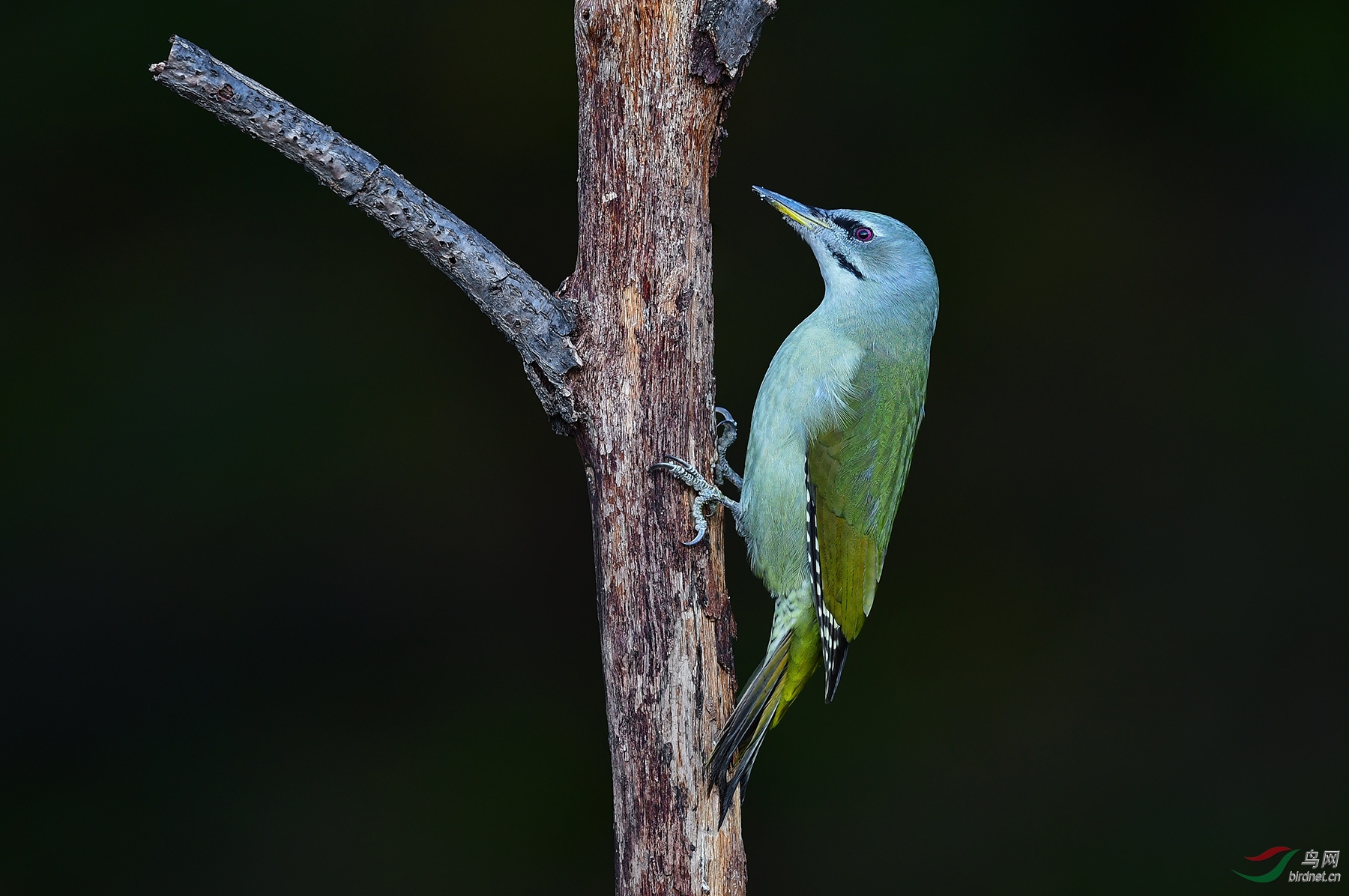 中秋节快乐家乡的留鸟灰头绿啄木鸟