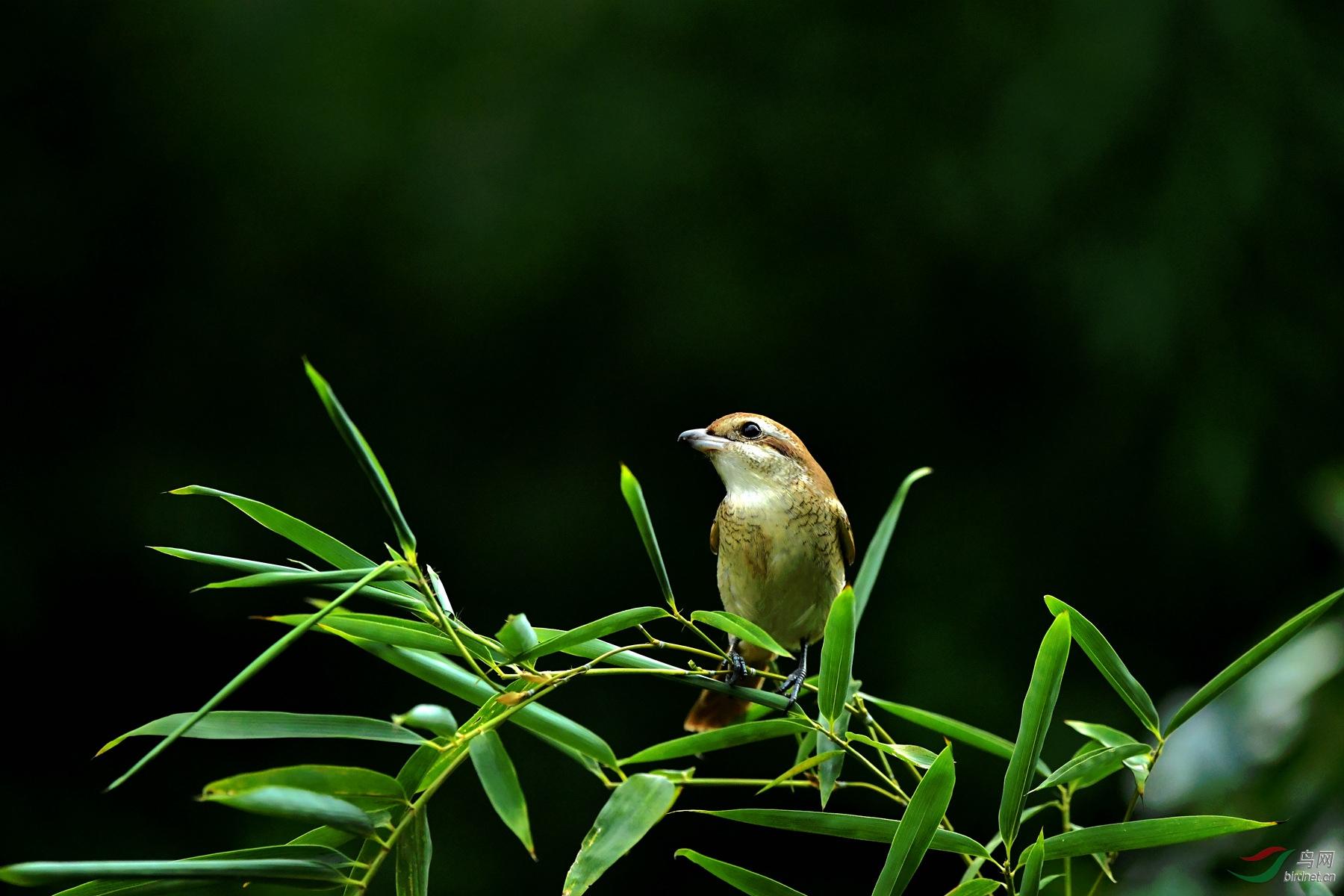 登上竹梢赏圆月