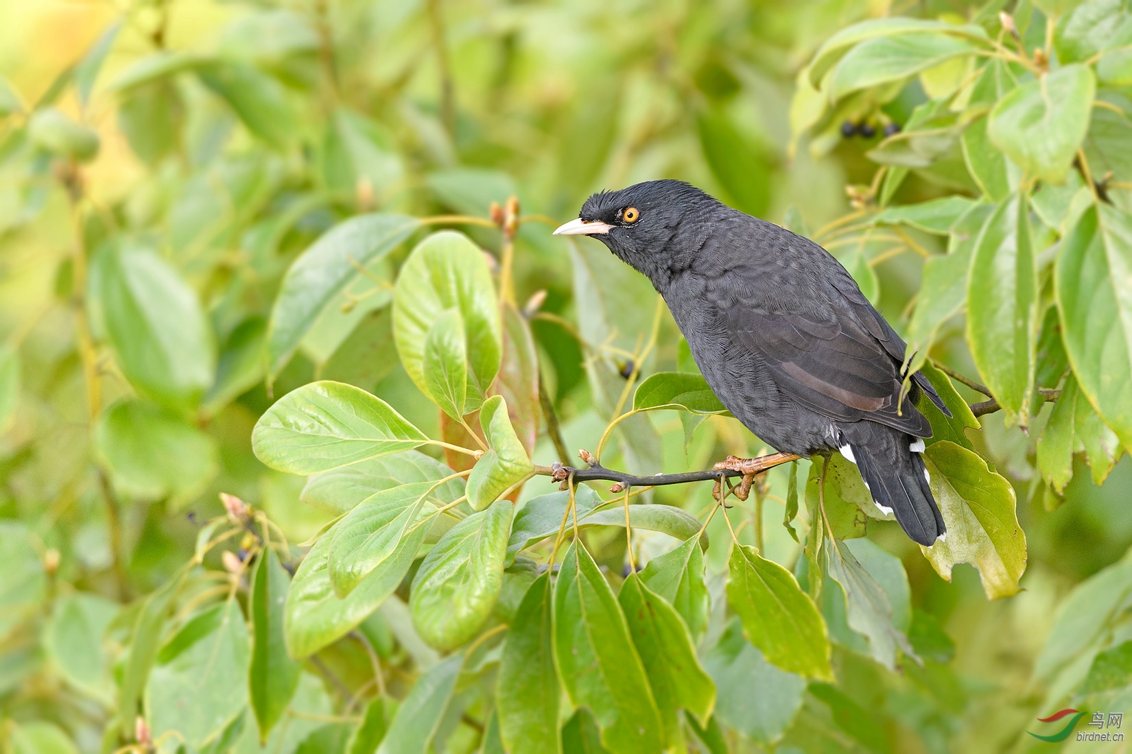 巧舌八哥叶间藏