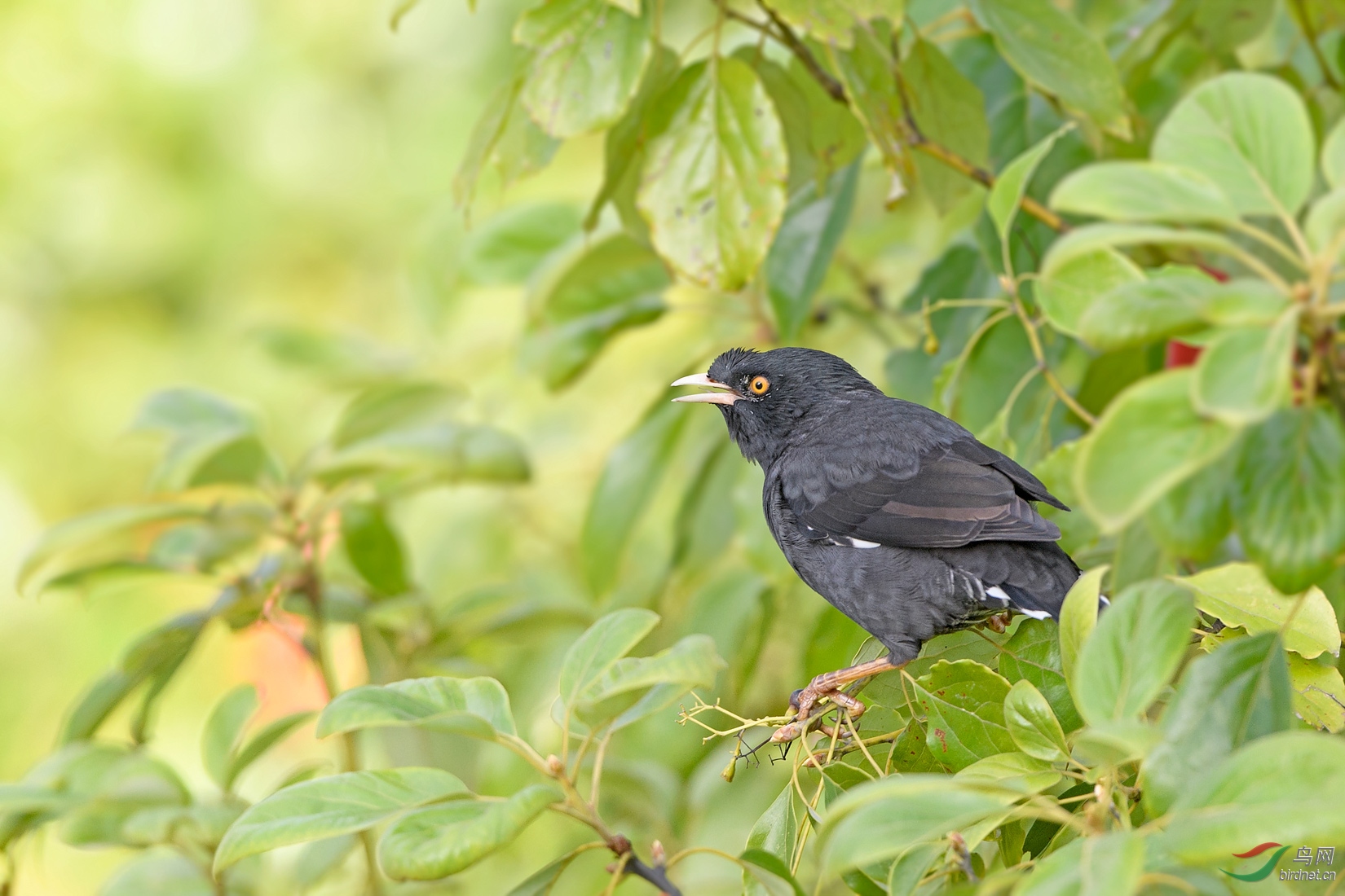 巧舌八哥叶间藏