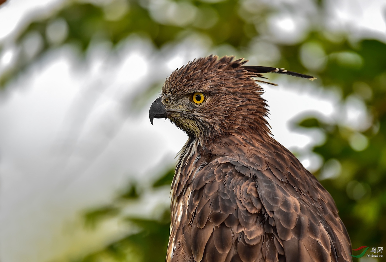 凤头鹰雕肖像凤头鹰雕祝贺获首页精华