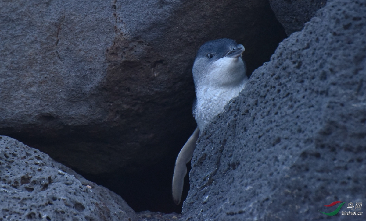 墨尔本菲利普企鹅岛归巢企鹅