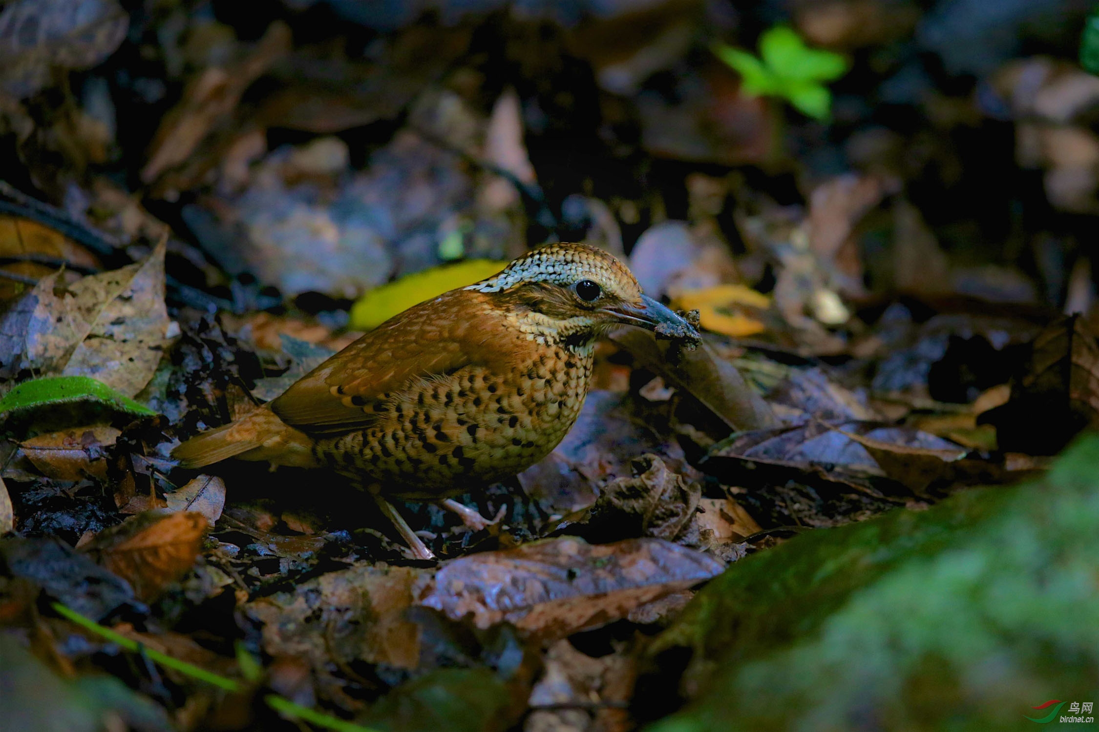 双辫八色鸫双辫八色鸫