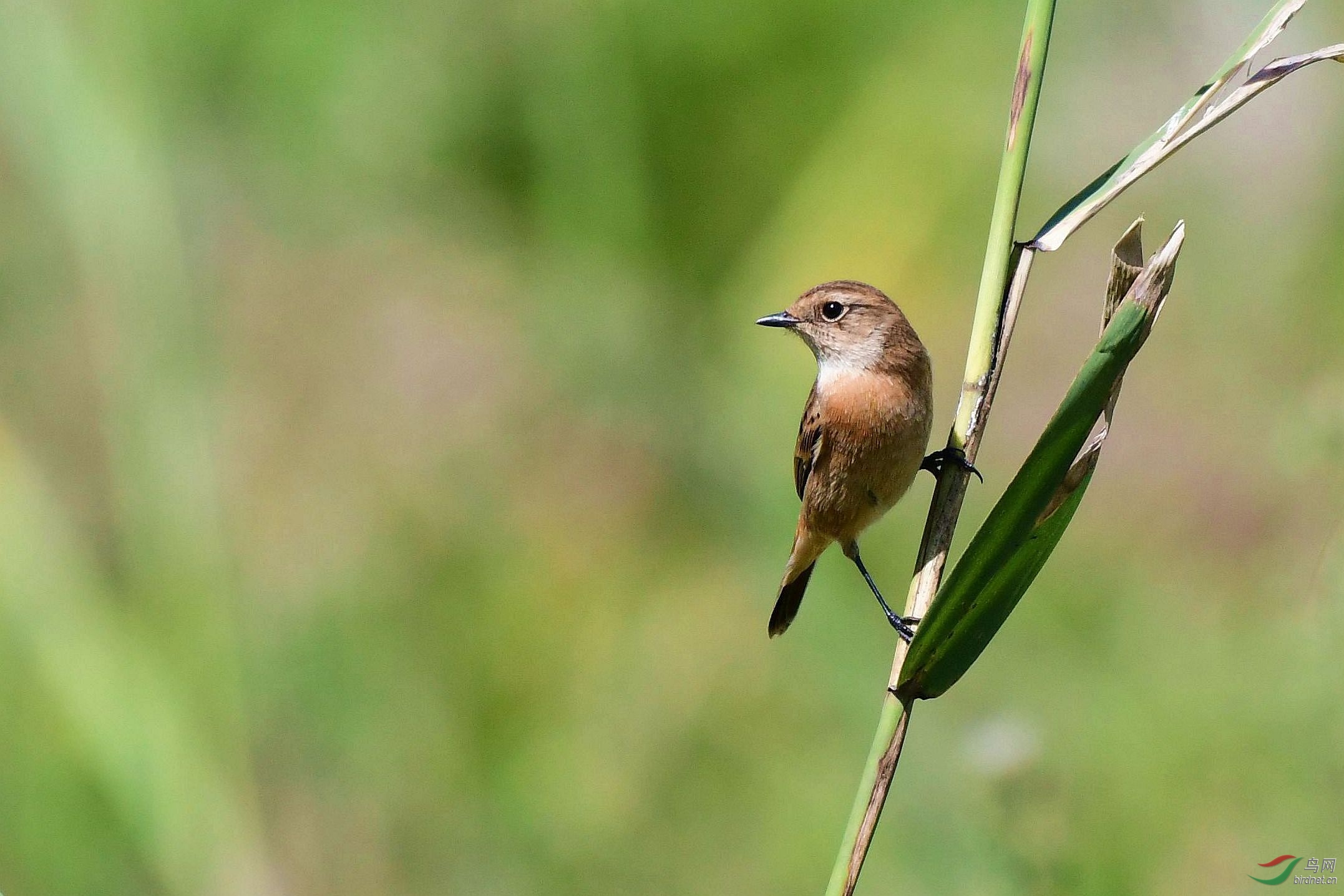 鹖柳莺,棕背 163_副本.jpg