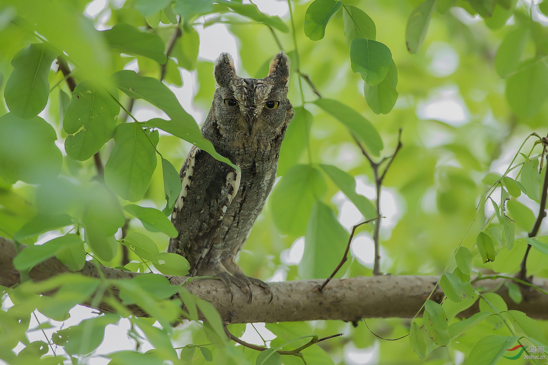 红角鸮密叶中的东方角鸮荣获首页精华