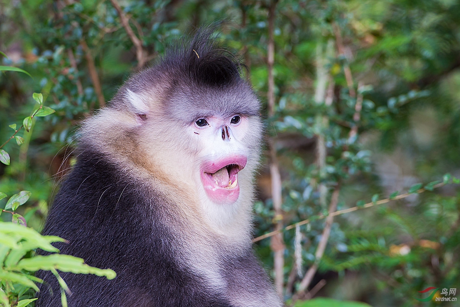 滇金丝猴 关键看发型和红唇-恭贺首页精华