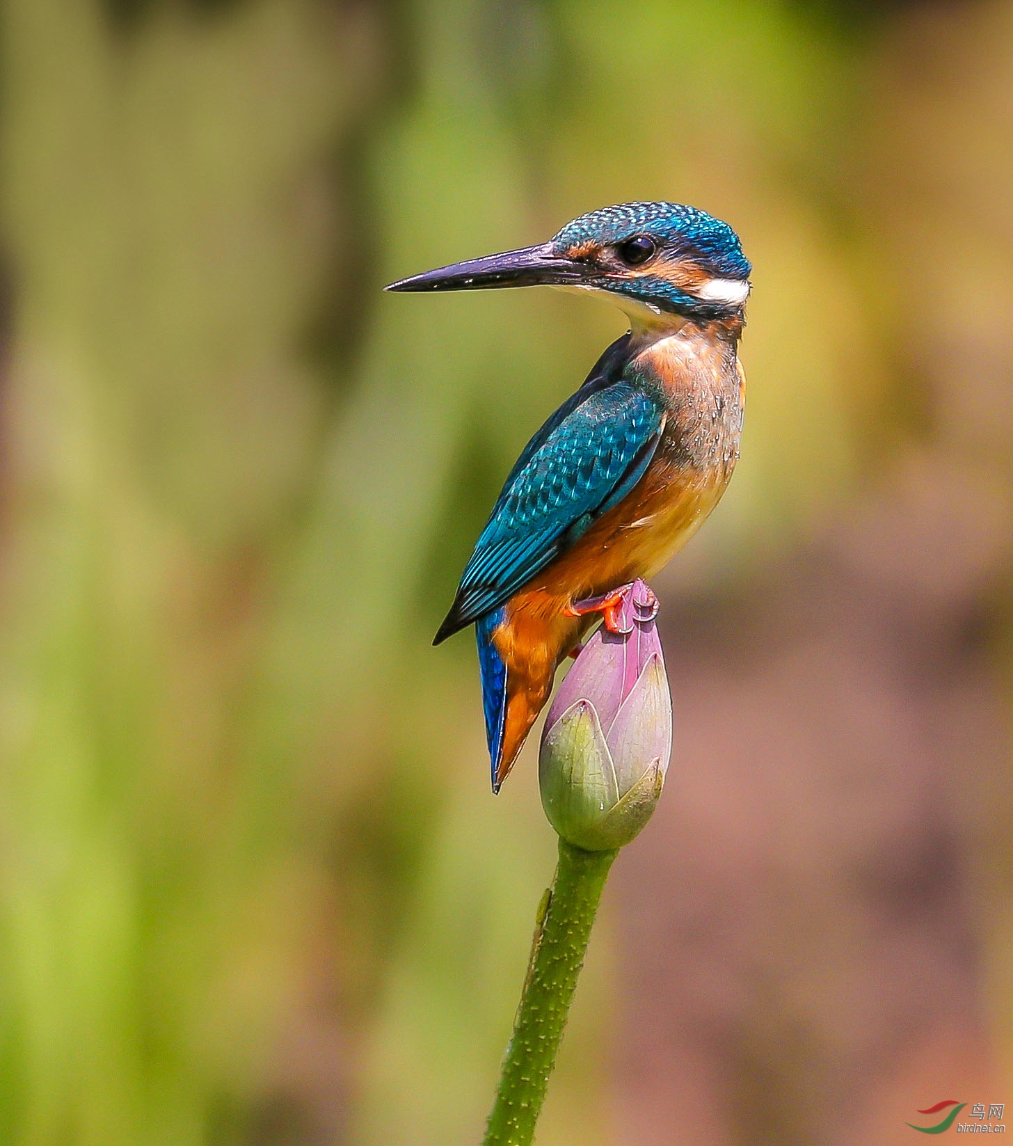 林鸟登高回首小翠鸟