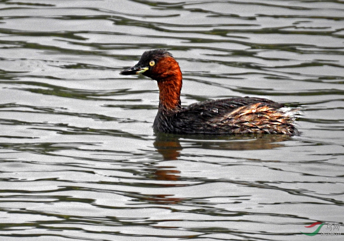 DSCN7666 ����.jpg