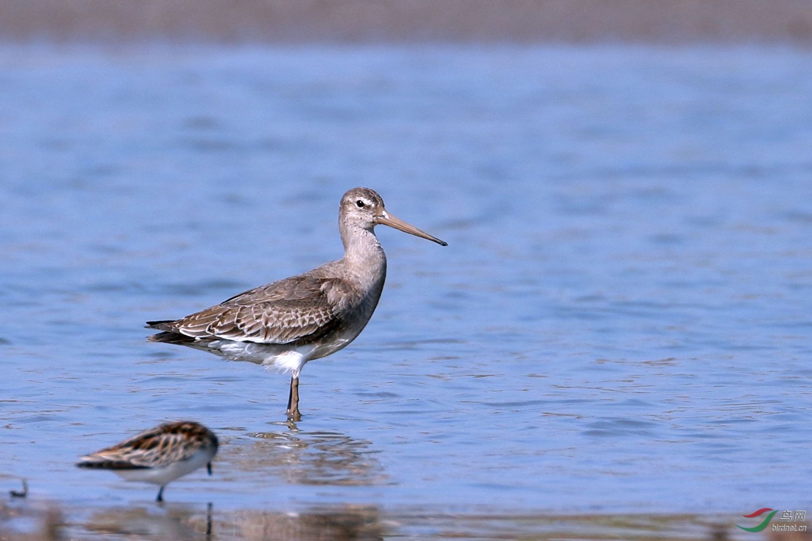 请教几只鸻鹬鸟名