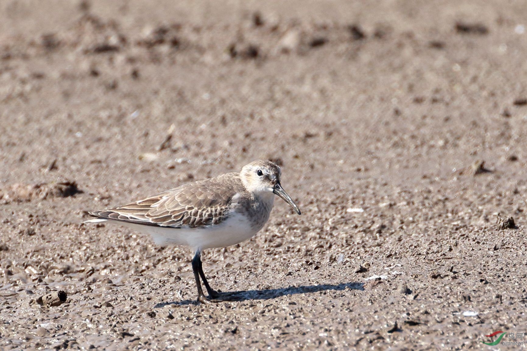 请教几只鸻鹬鸟名