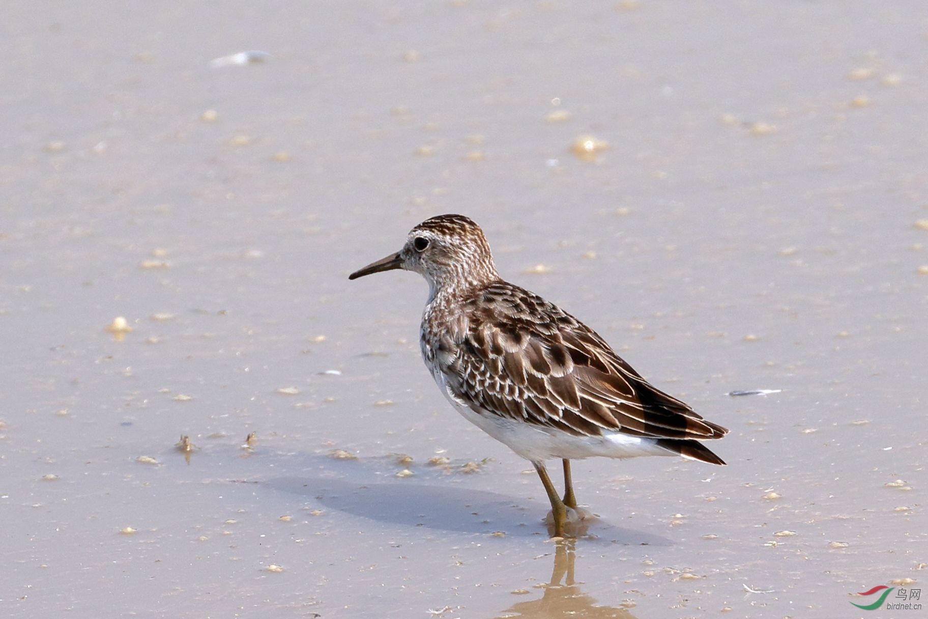 请教几只鸻鹬鸟名