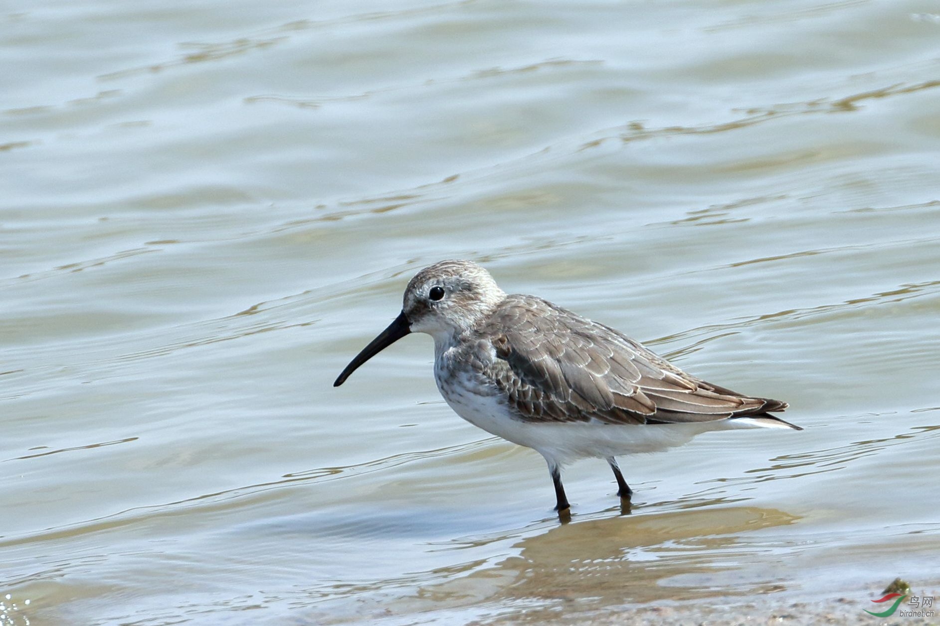 请教几只鸻鹬鸟名