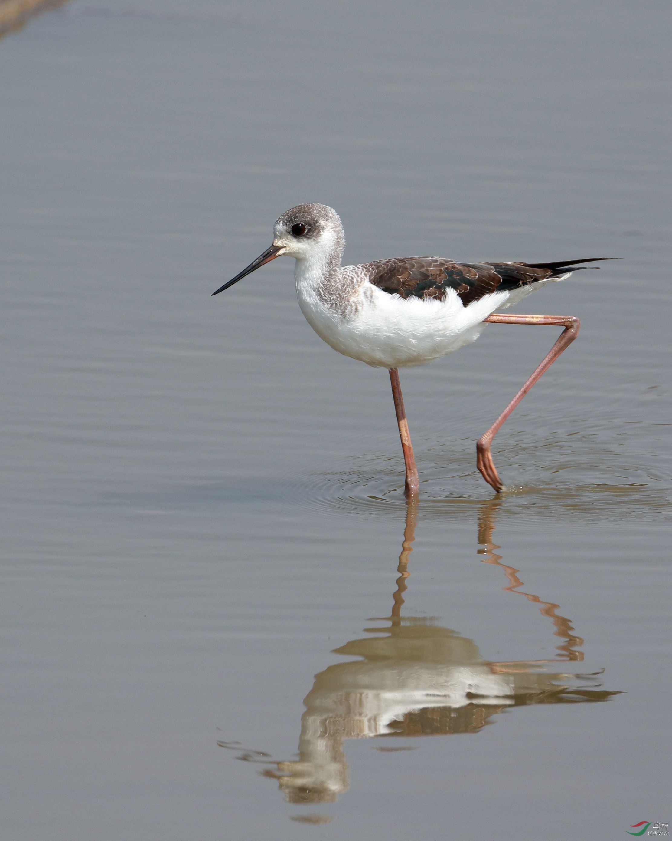 请教几只鸻鹬鸟名